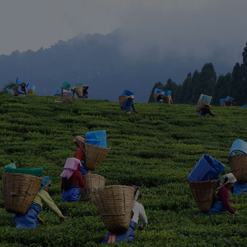 Assam Arunachal Meghalaya tour packages